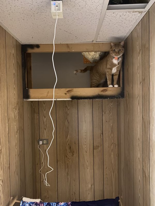 An orange cat standing proudly in a crawlspace of a drop ceiling
